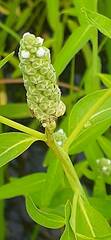 Sphenoclea zeylanica