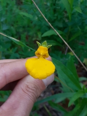 Calceolaria polyrhiza
