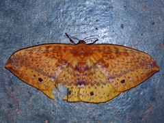 Eupterotidae