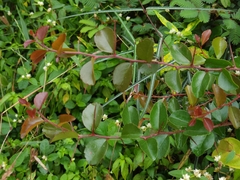 Flacourtia indica