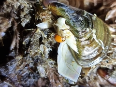 Micraspis discolor