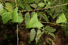 Zehneria cunninghamii