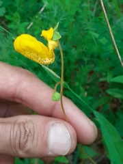 Calceolaria polyrhiza