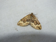 Lampropteryx suffumata