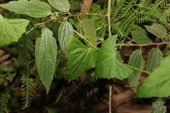 Zehneria cunninghamii