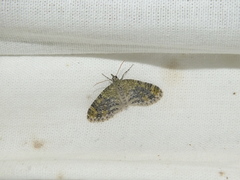 Acasis viretata