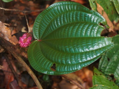 Phyllagathis rotundifolia