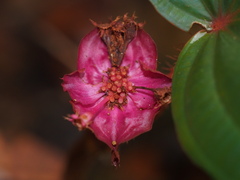 Phyllagathis rotundifolia