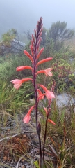 Watsonia tabularis