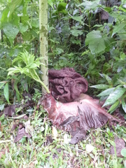 Amorphophallus