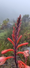 Watsonia tabularis
