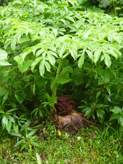 Amorphophallus