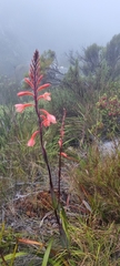 Watsonia tabularis