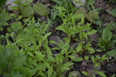 Myosotis sparsiflora