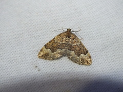 Lampropteryx suffumata