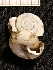 Causa holosericea