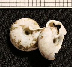 Causa holosericea