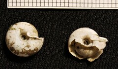 Causa holosericea