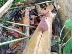 Auricularia auricula-judae