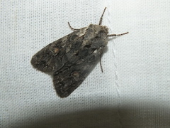 Lithophane consocia