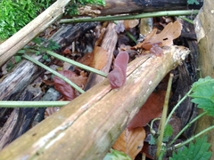 Auricularia auricula-judae