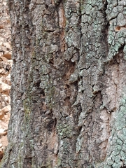 Quercus variabilis