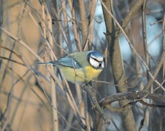 Cyanistes caeruleus