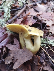 Tricholoma equestre