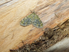 Acasis viretata