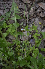 Veronica filiformis