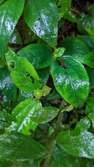 Sarcopyramis napalensis