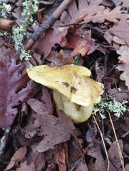 Tricholoma equestre