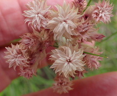 Helichrysum appendiculatum