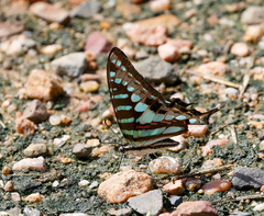 Graphium policenes