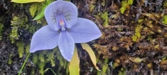 Disa longicornu