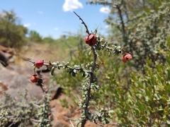 Putterlickia saxatilis