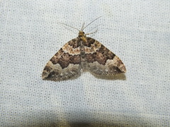 Lampropteryx suffumata