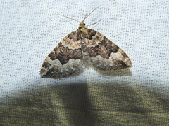 Lampropteryx suffumata