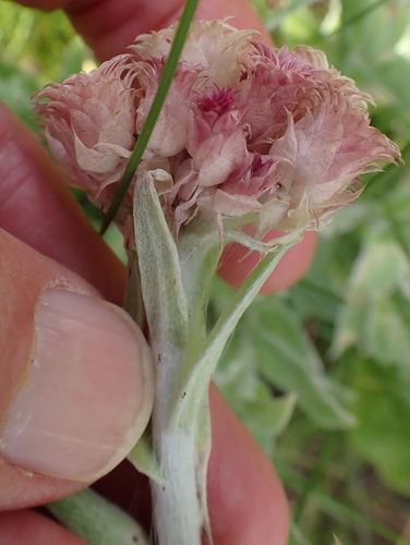Image of Helichrysum appendiculatum by no rights reserved
