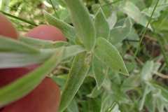 Helichrysum appendiculatum