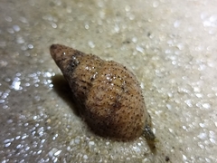 Gastropoda