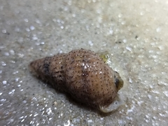 Gastropoda