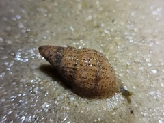 Gastropoda