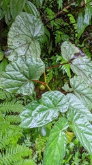 Begonia longifolia