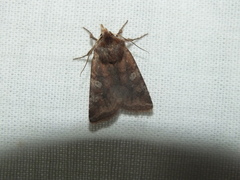 Cerastis leucographa