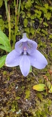 Disa longicornu