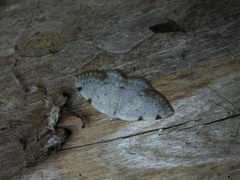 Lomographa bimaculata