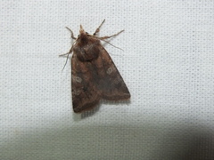 Cerastis leucographa