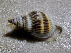 Gastropoda