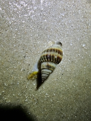 Gastropoda